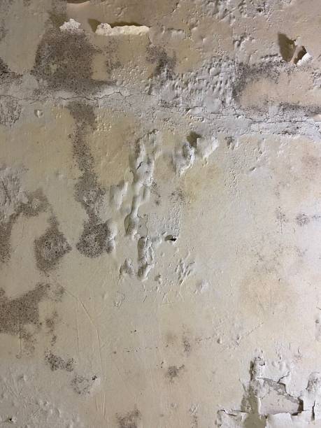 Best Mold Cleaning Services  in Botkins, OH